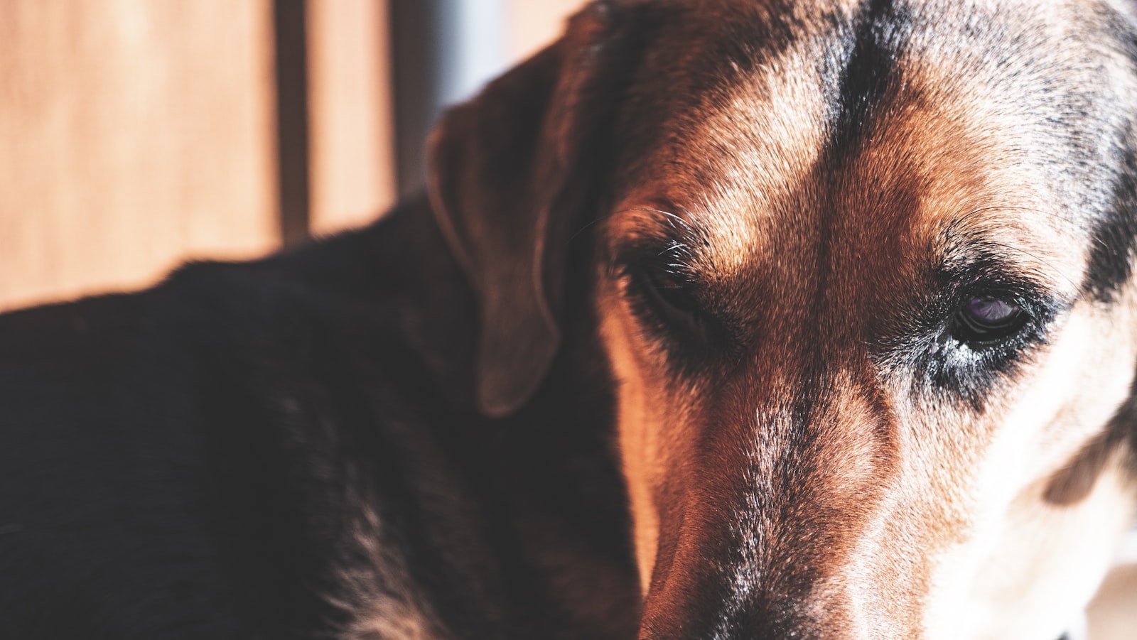 Dog Grooming Livermore: How to Choose the Right Groomer for Your Dog